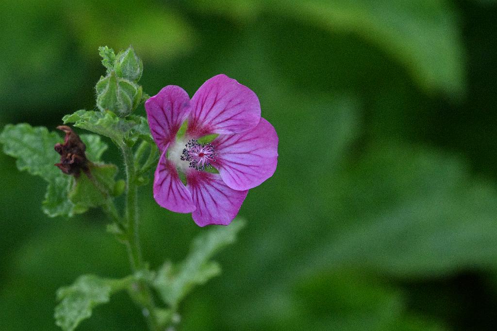 2025-07179614 Tower Hill Botanic Garden, MA.JPG - African Mallow (Anisodontea capensis). New England Botanic Garden at Tower Hill, MA, 7-17-2025
